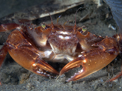 Gewimperde zwemkrab. Foto M. Haarsma